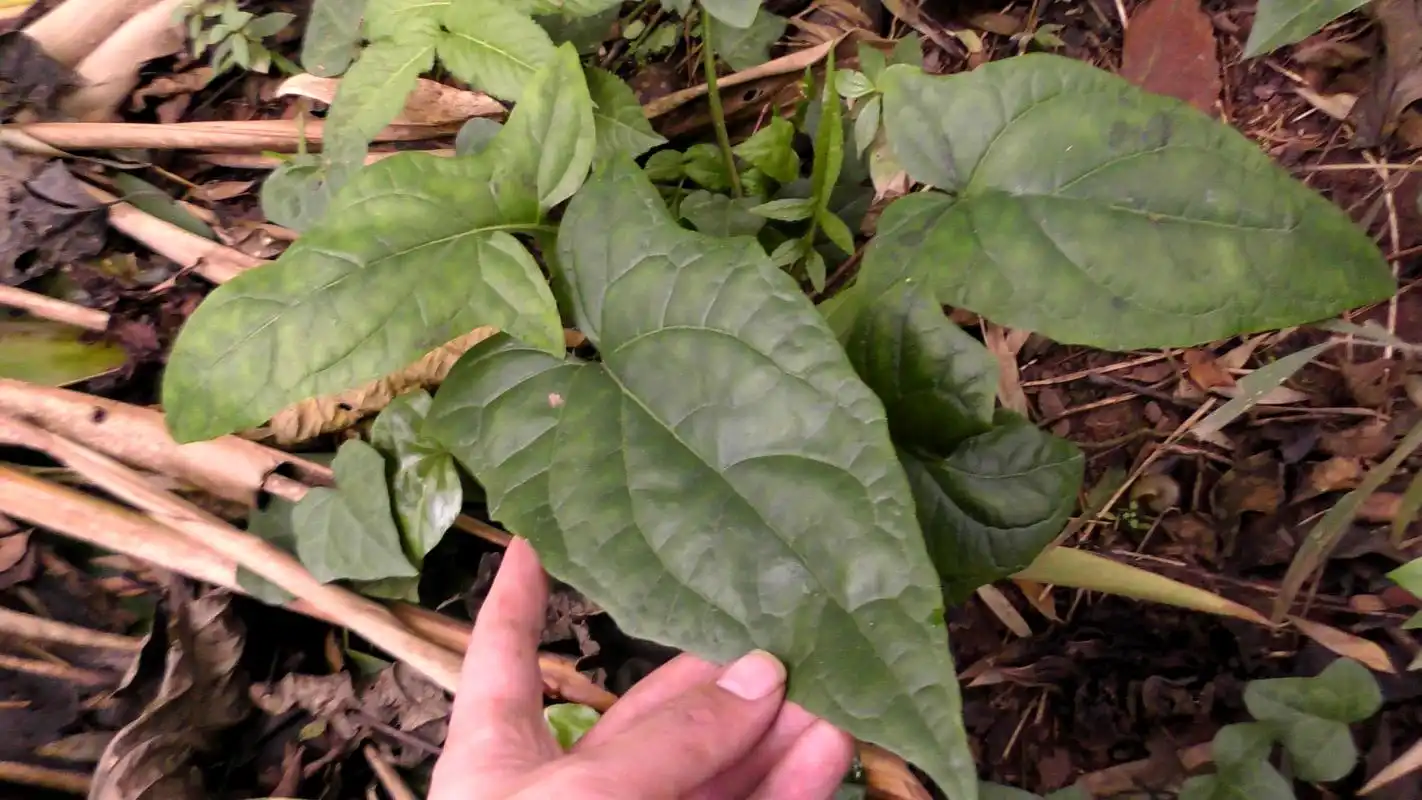 农村这种野草叫「蛇头草」,却长得一点都不像蛇的脑壳