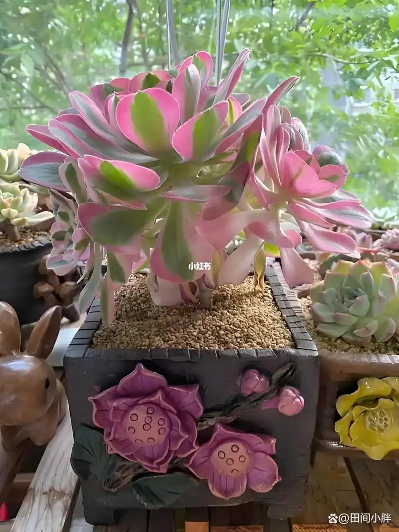 多肉粉女巫法师的栽种技巧和日常养护