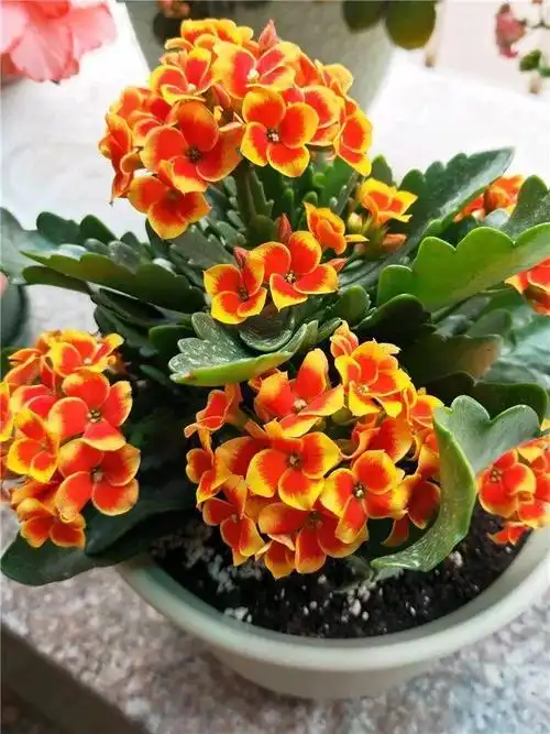 80个长寿花品种(全都美极了,只养1盆真的不够) - 彝家农业网