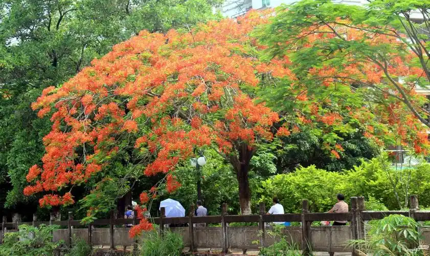 海南特有的凤凰木-涅盘而生,一树花开