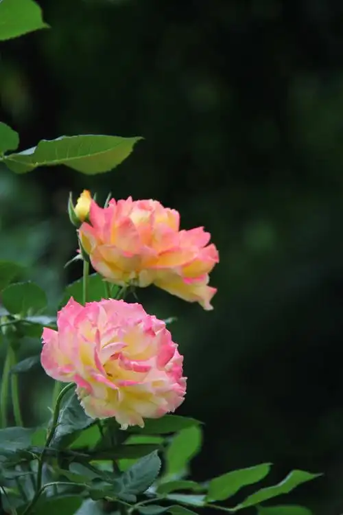 月季花 彩色月季花 - 洛阳赵姐 - 图虫