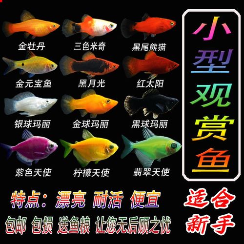 胎生鱼集凤尾黑玛丽小型金球玛丽皮球热带鱼观赏鱼宠物鱼凤尾冷水