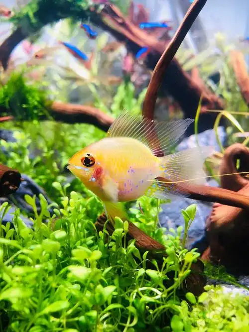 其它金波子区分公母