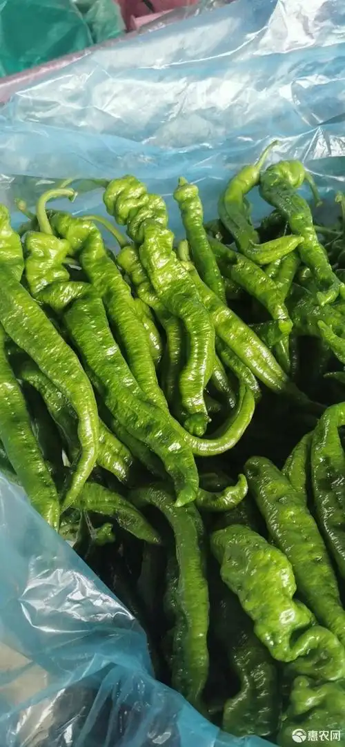 精品龙椒,螺丝椒,大量上市,大量有货,质量很好,价格不高.