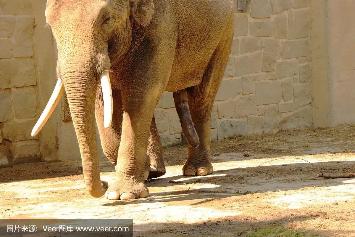 大象勃起着在公园里行走.他的象牙是白色的.