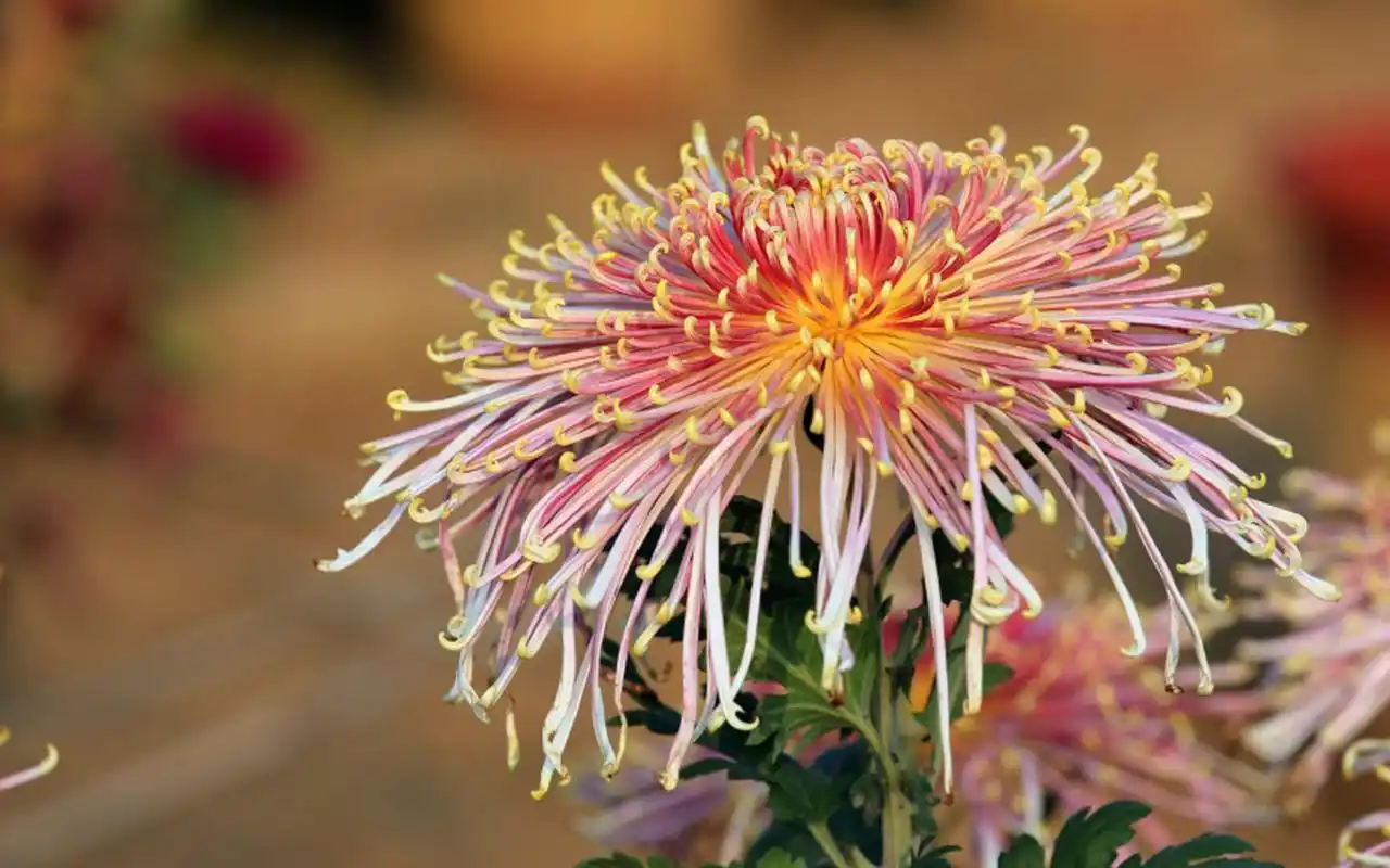 美丽绽放的菊花微距摄影图片桌面壁纸