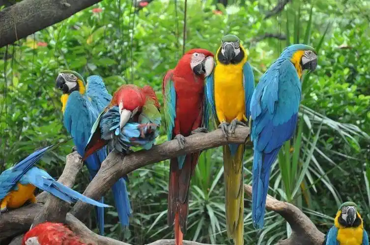 章丘又多了一座动物园?诺德名城萌宠总动员,网红神兽齐登场!_鹦鹉