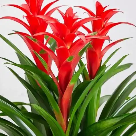 鸿运当头图片大全(鸿运当头图片大全唯美)