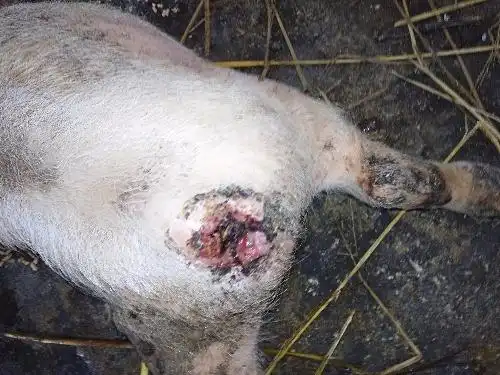 猪咬尾巴什么绝招最能解决?治疗猪咬尾巴的偏方