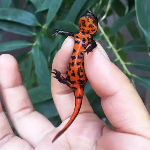 小火龙鱼活体冷水鱼清道夫蝾螈淡水鱼观赏鱼小型鱼缸其它水族宠物