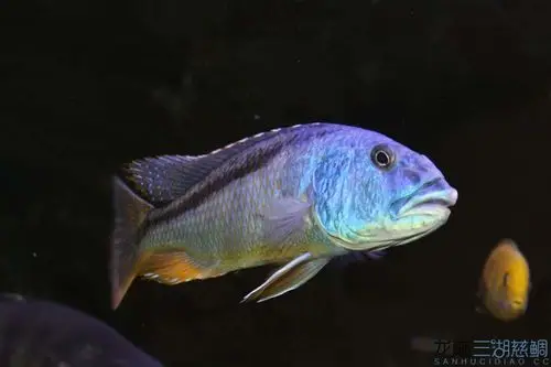 【无效】【缸霸】--大马