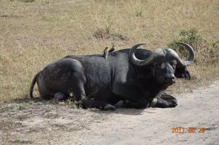 《回家了》——狂野马赛马拉(五)