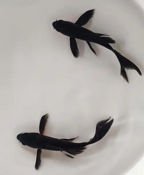 黑金龙凤锦鲤冷水鱼金鱼活体镇宅起运风水鱼渔场直销包活到家cmaos