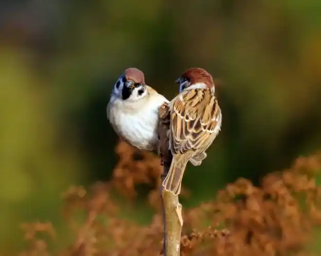 一对麻雀树梢上站