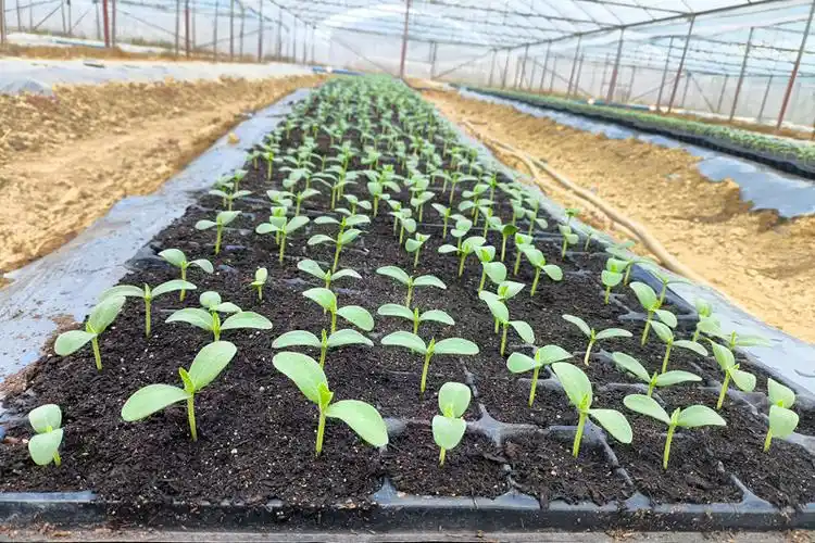 武鸣区府城镇:哈密瓜苗长势好 立秋移栽正当时