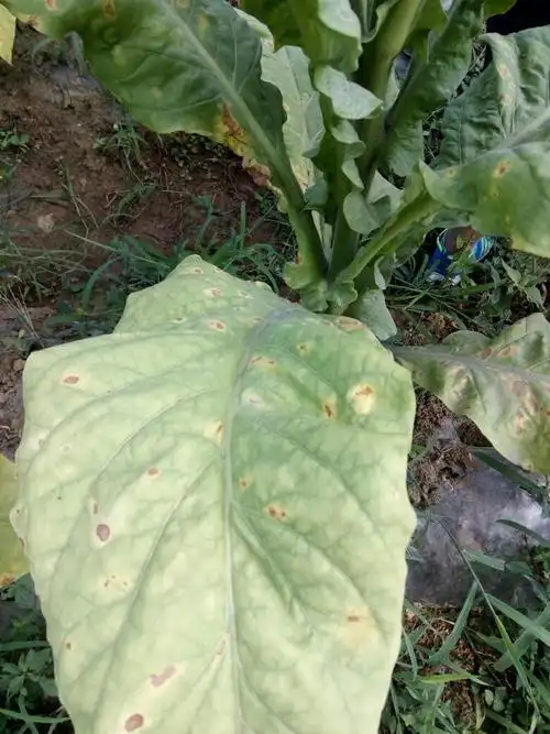 烟叶病害,什么药好些?如图战士的情况