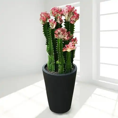 龙骨花放哪里最旺财龙骨花的摆放禁忌有哪些