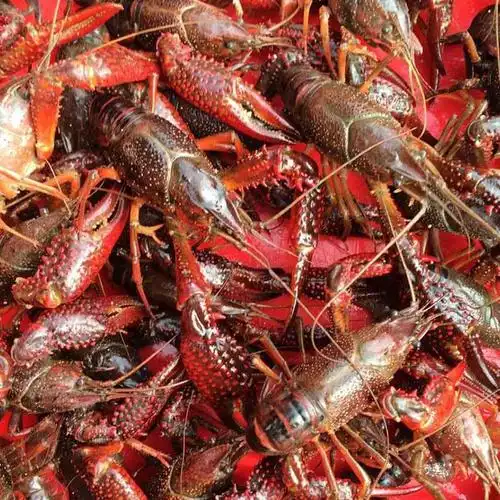 北京优鲜水产小龙虾批发低价促销