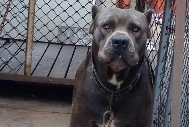 大型宠物犬品种大全,宠物大型犬品种大全(盘点6种被"禁养"的大型猛犬)