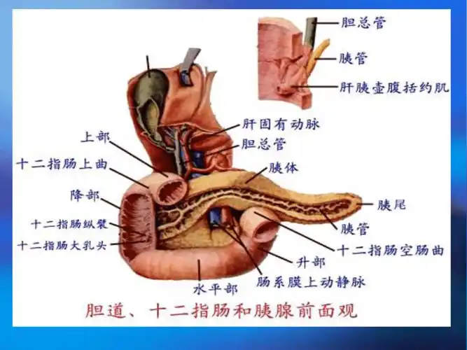 讲课胰腺疾病超声诊断pptppt