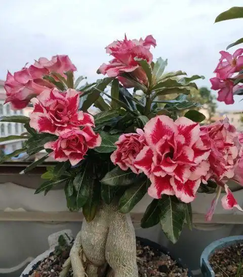 沙漠玫瑰品种大全图图沙漠玫瑰品种大全