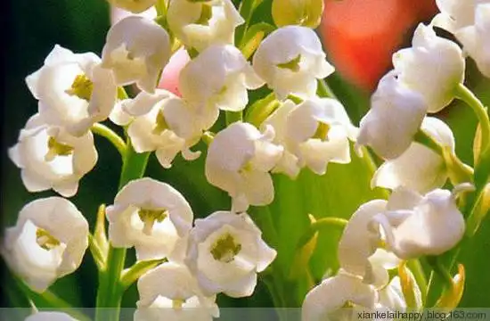 幸福的铃音-彩色铃兰