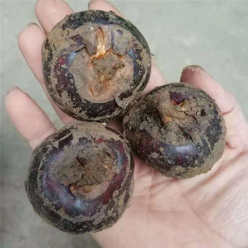 广西特产大马蹄荸荠地栗地梨新鲜蔬菜水果清甜无渣5斤装包邮