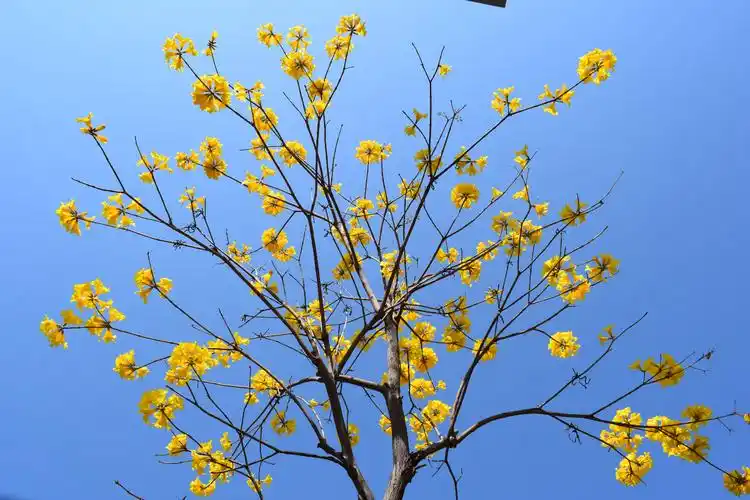 盛开在航天城西昌月海路上浓郁桑巴风情的巴西国花:黄花风铃木,美得无