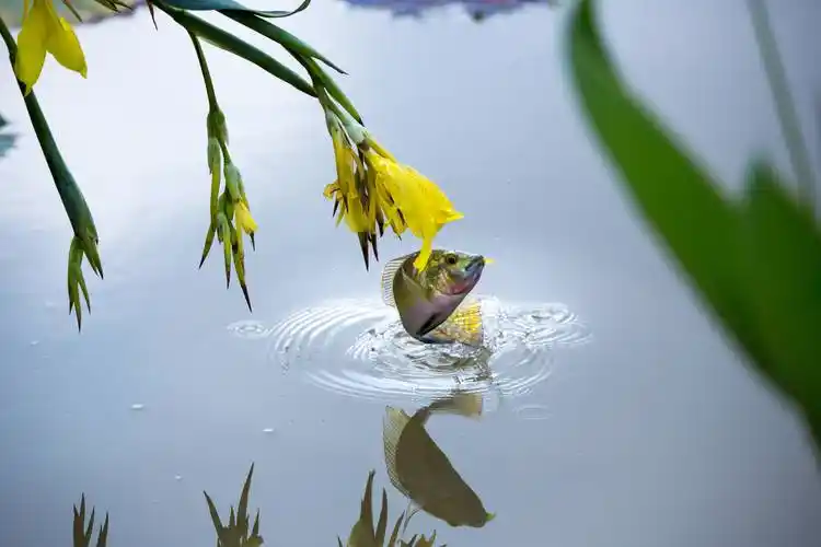 本地水塘鱼吻花