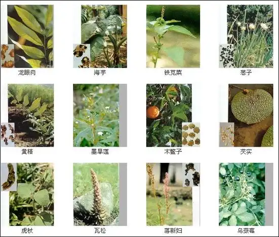 【转载】数百种中草药图片!【生活百科】