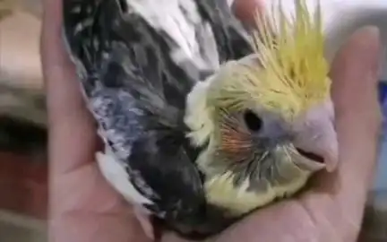 金头原始派特玄凤鹦鹉还蛮好看滴