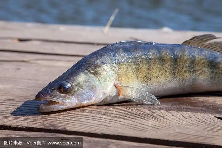 木制背景上的淡水梭鱼.