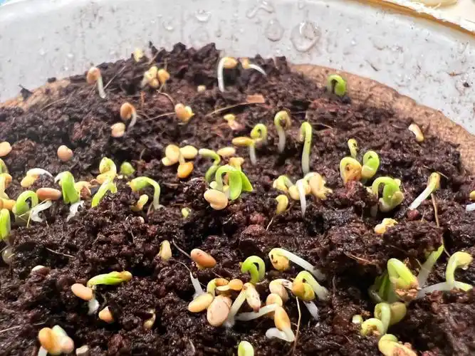 种下的小种子发芽了#四叶咖一周年  #cloves coffee