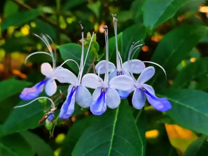 蓝蝴蝶花(手机摄影)