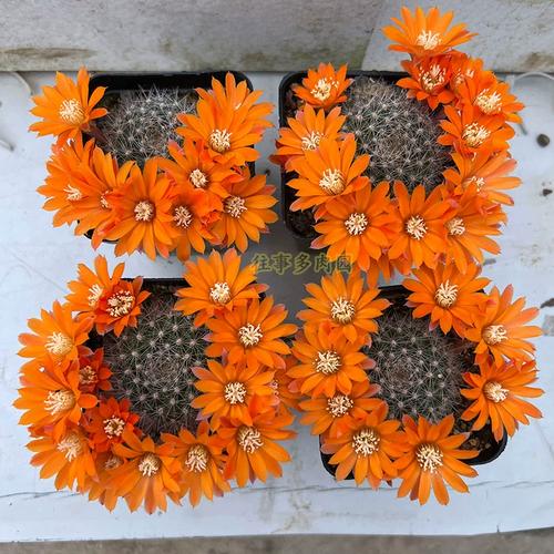 果粒橙宝山属仙人球 开花机器 多肉植物 花色对版 带盆发货