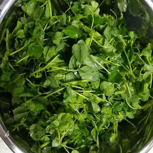 酒香草头,南方人春季常吃的一款经典菜品