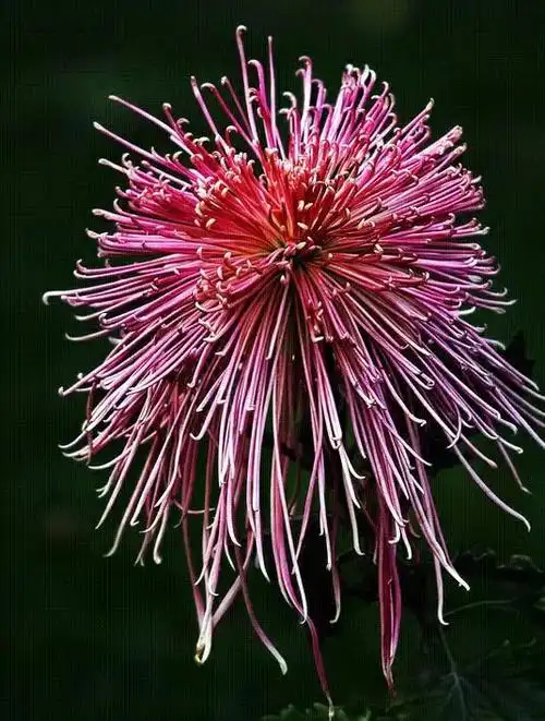 罕见的名贵菊花