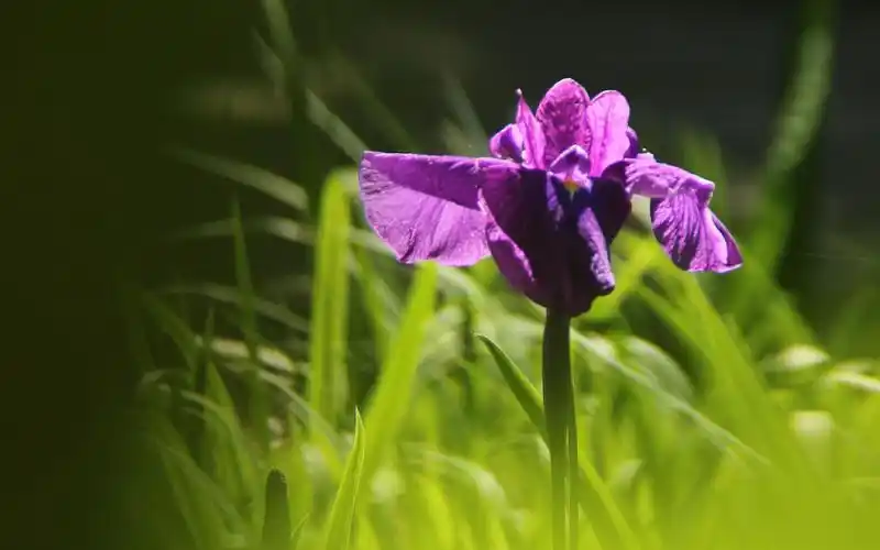 唯美菖蒲花高清桌面壁纸