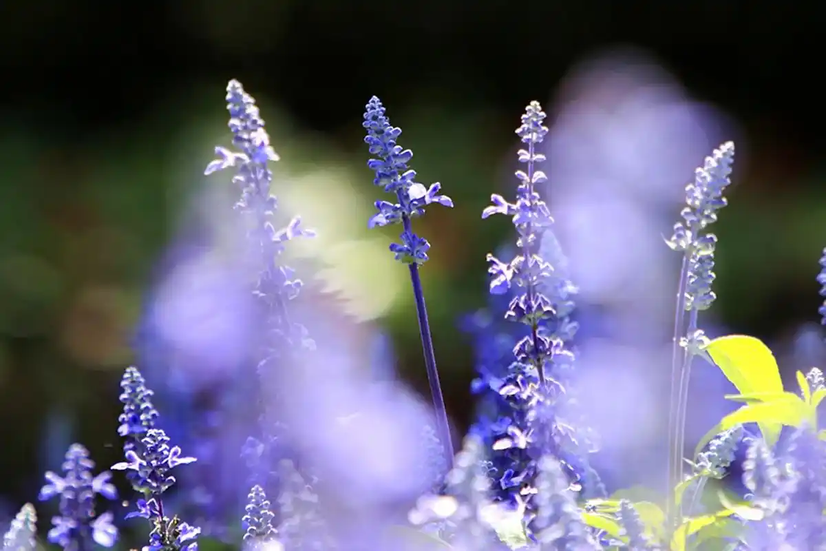 鼠尾草,因形状如同鼠尾而得名,为唇形花科鼠尾草属多年 - 抖音