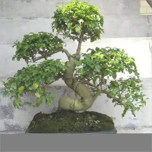 2,冬青盆景意境足,养护也简单,现在教给你,造型多,真不错!