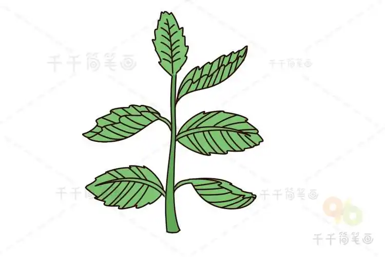 薄荷叶简笔画