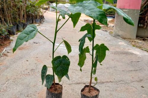 0/棵 澳洲火焰木树苗,基地直销