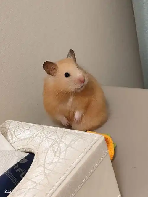 仓鼠  #金丝熊  #仓鼠日常  #米熊
