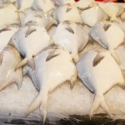 舟山特产野生东海鲳鱼大白鲳新鲜海鲜平鱼银鲳鱼每条400g_7折现价128