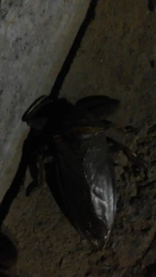 扁体,六条腿,带有翅子.问问是什么虫子.