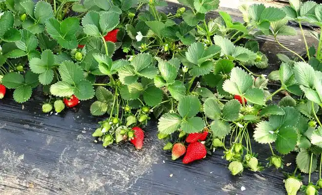 草莓结果期 管理注意啥