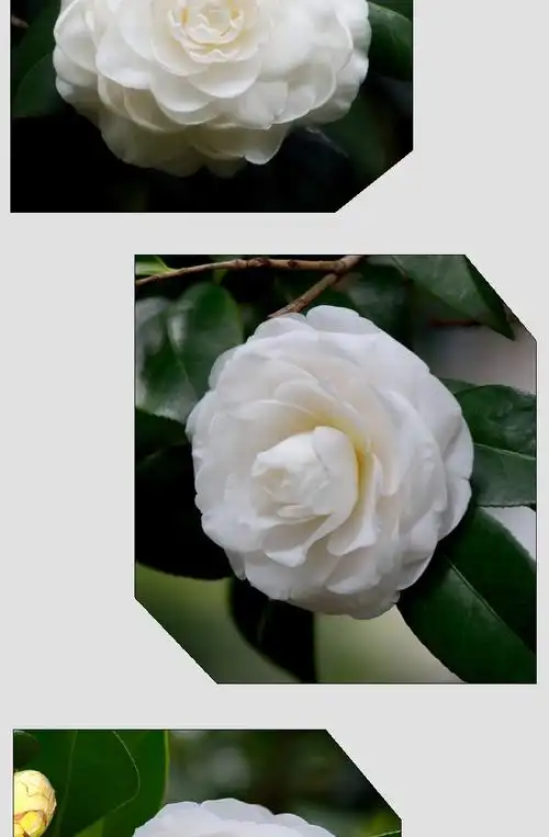 白玉丹山茶花东方亮白色老桩盆景好养的茶花庭院花园花卉盆栽树苗 东