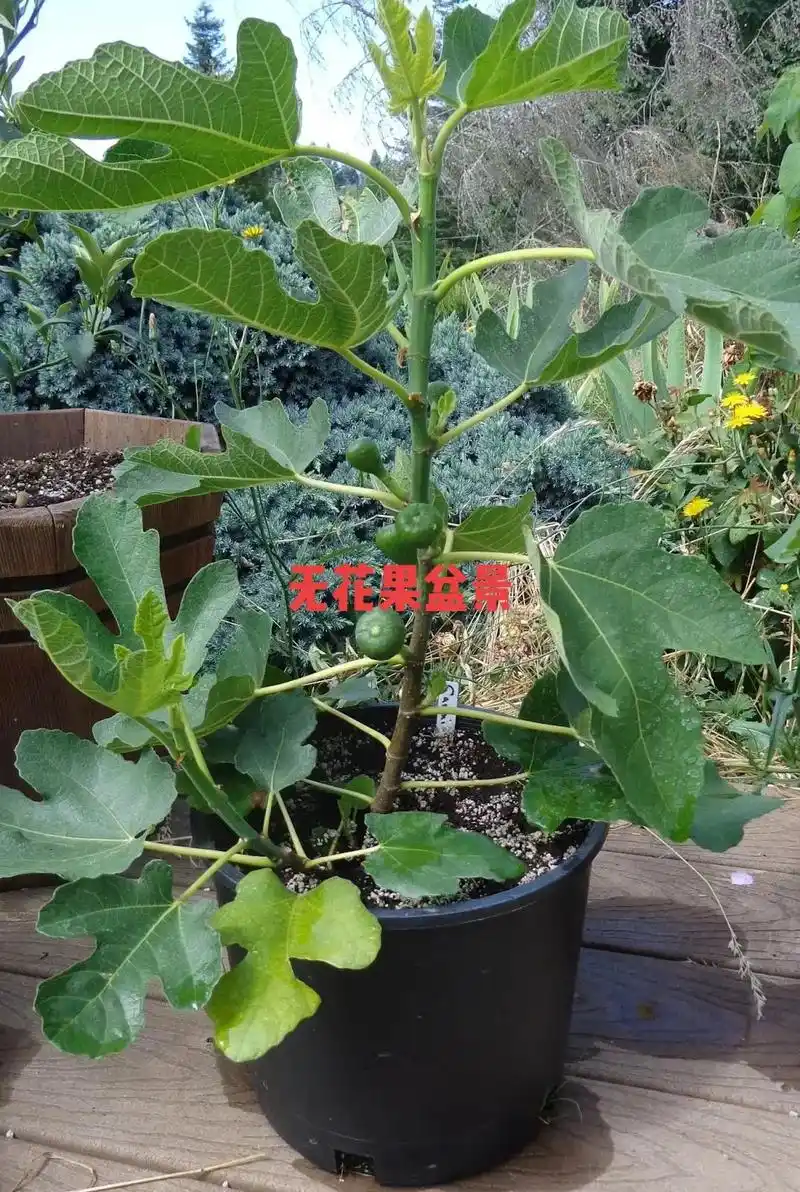 天花果盆景无花果是我们常见的水果,令我印象最深的应该是小时候 - 抖