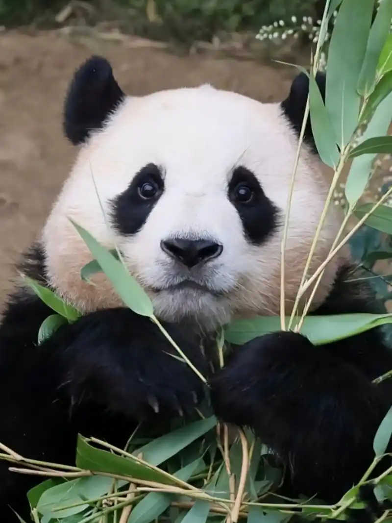 大熊猫真的是没有人能拒绝的动物,不愧是国宝,仅仅生存在爱它的国度!