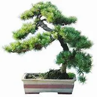 微信松树头像_高清松树微信头像